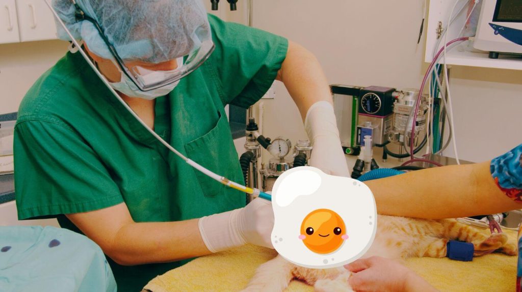 Does Pet Insurance Cover Neutering