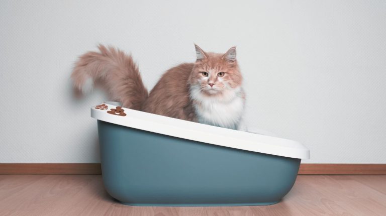 senior cats diarrhea poop