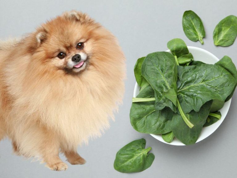 Can Dogs Eat Spinach