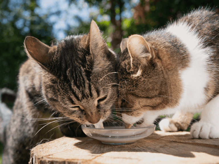 These cats drink cow's milk. Can Senior Cats Drink Milk?