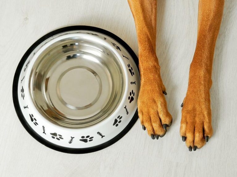 Senior Dog Is Always Hungry